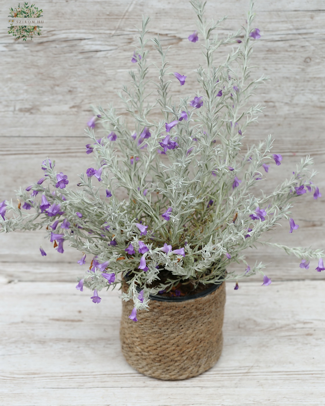 flower delivery Budapest - eremophila nivea