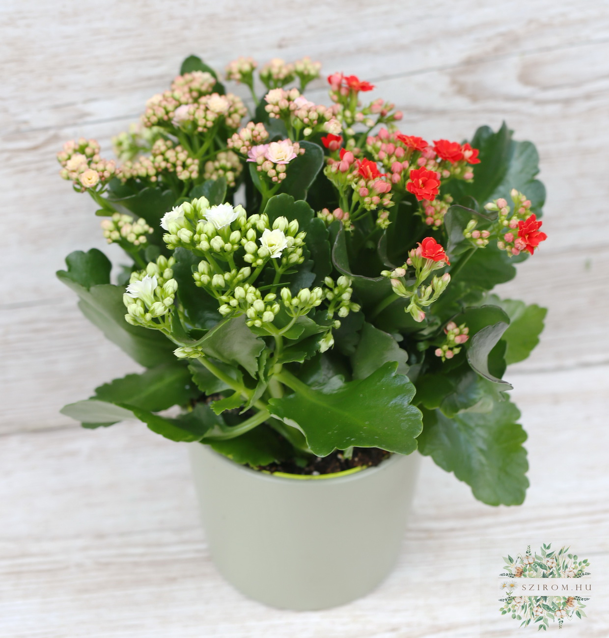 flower delivery Budapest - tricolor kalanchoe in a pot