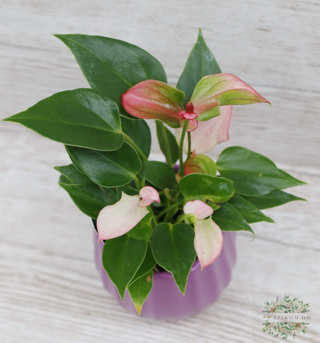 flower delivery Budapest - mini anthurium in a pot