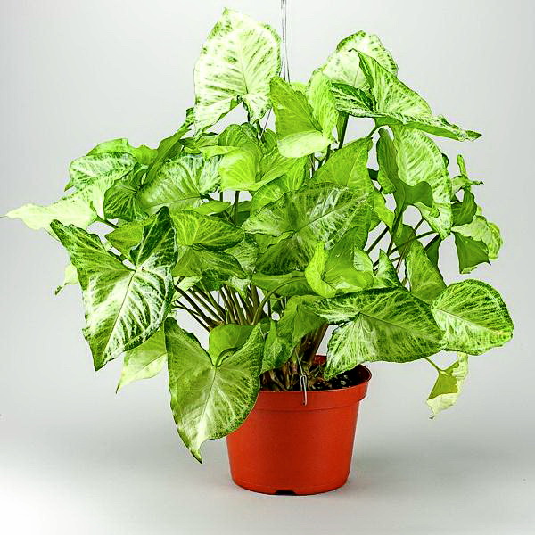 flower delivery Budapest - Syngonium podophyllum (Arrowhead plant)<br> - indoor plant