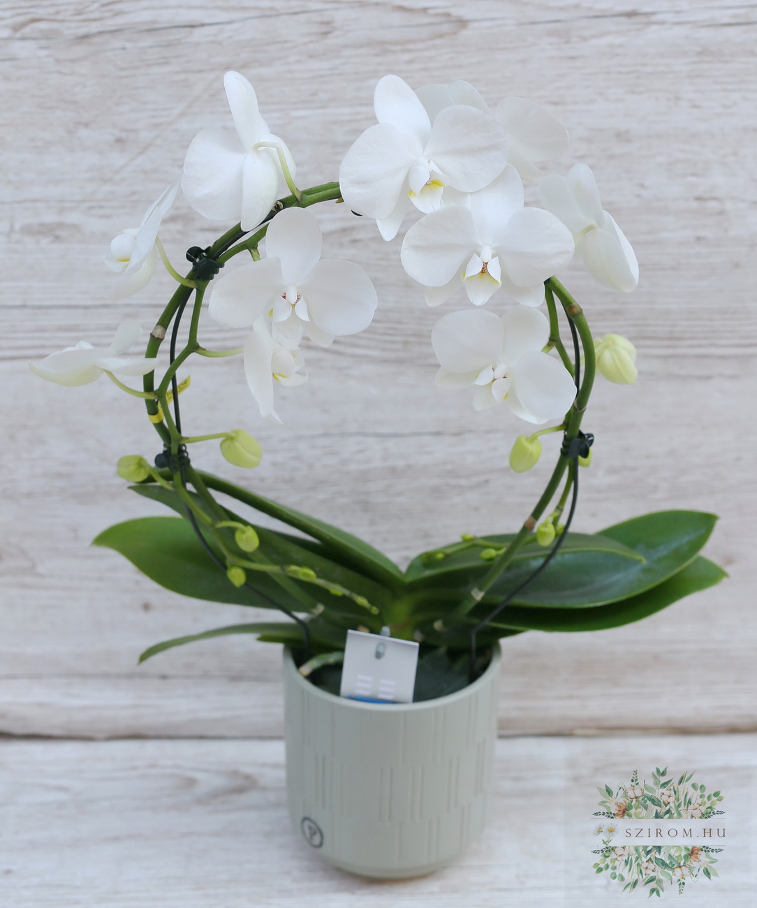 Virágküldés Budapest - fehér karikába futtatott Phalaenopsis orchidea kaspóban