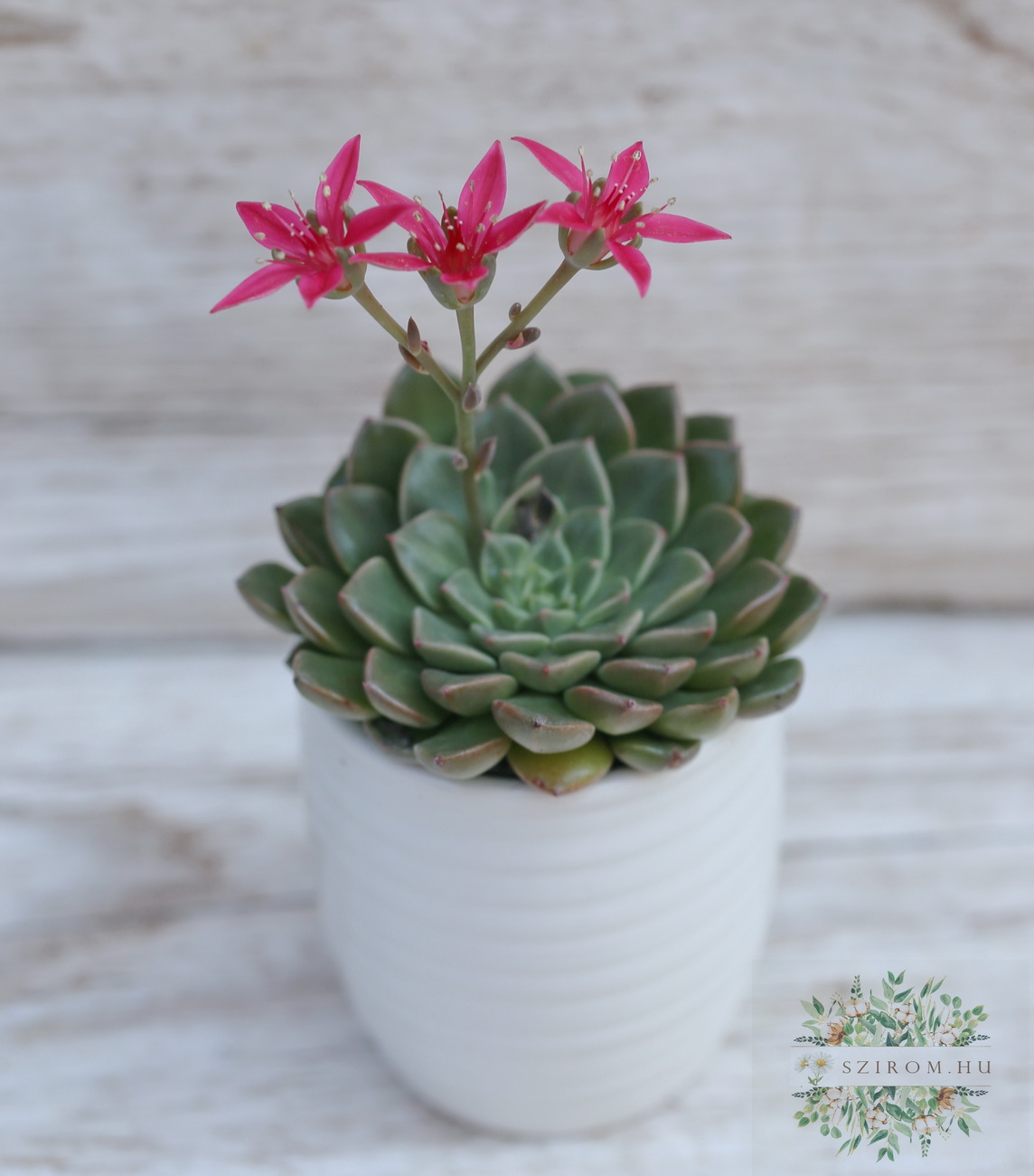 flower delivery Budapest - Grapto bellum stone rose in a pot