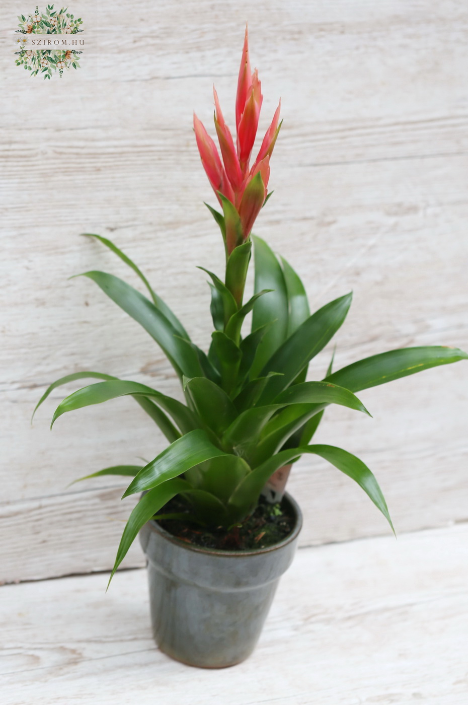 Blumenlieferung nach Budapest - Tillandsia Ziva