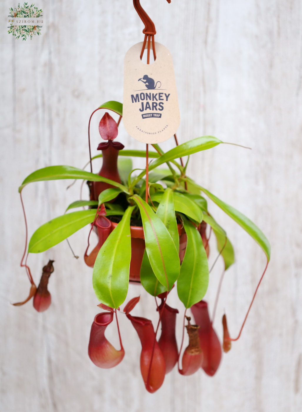 Blumenlieferung nach Budapest - 