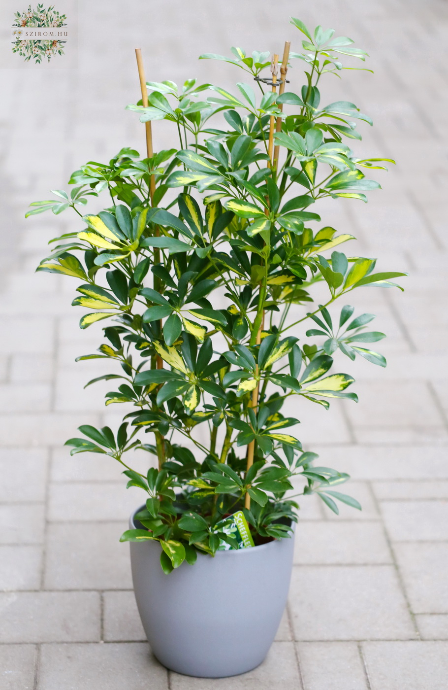 Blumenlieferung nach Budapest - 