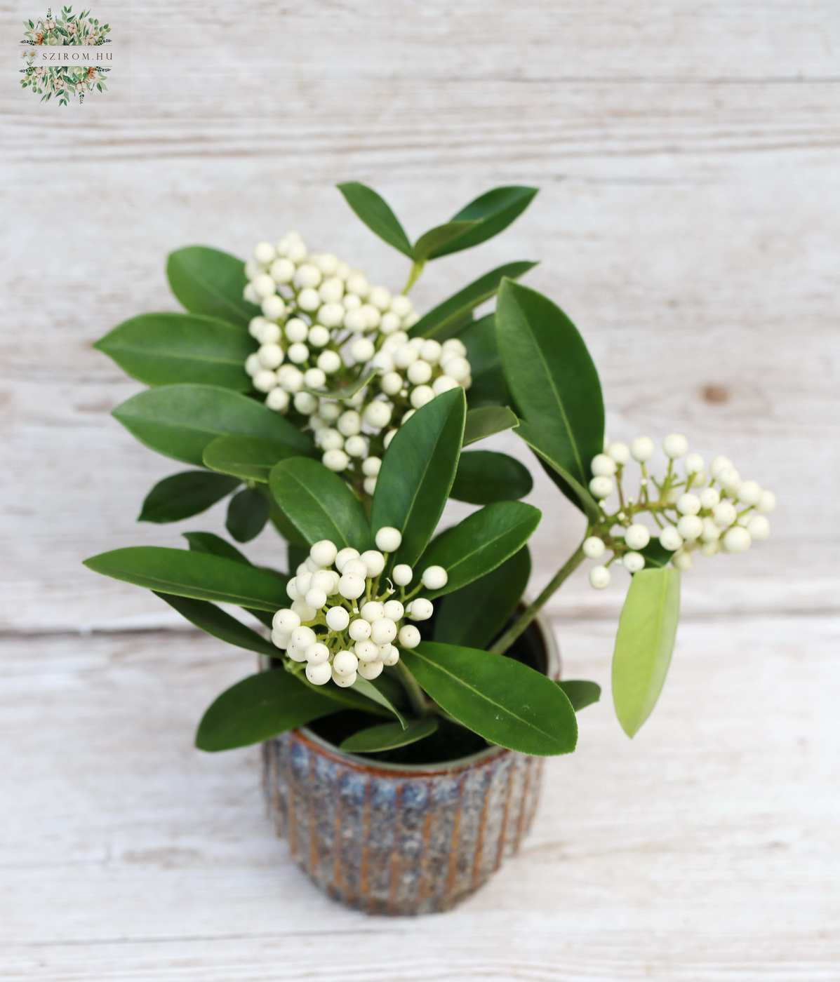 flower delivery Budapest - Skimmia japonica Oberries White (20cm) in a pot