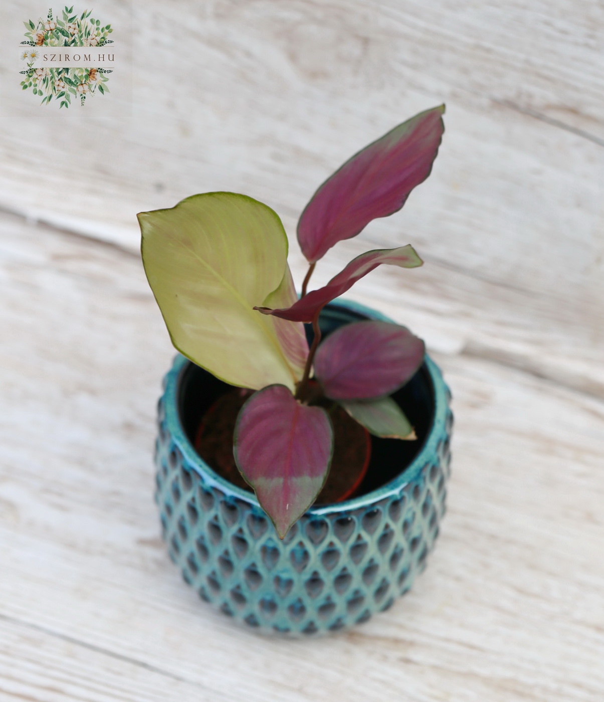 flower delivery Budapest - Aglaonema Easy Care Pinky Promise