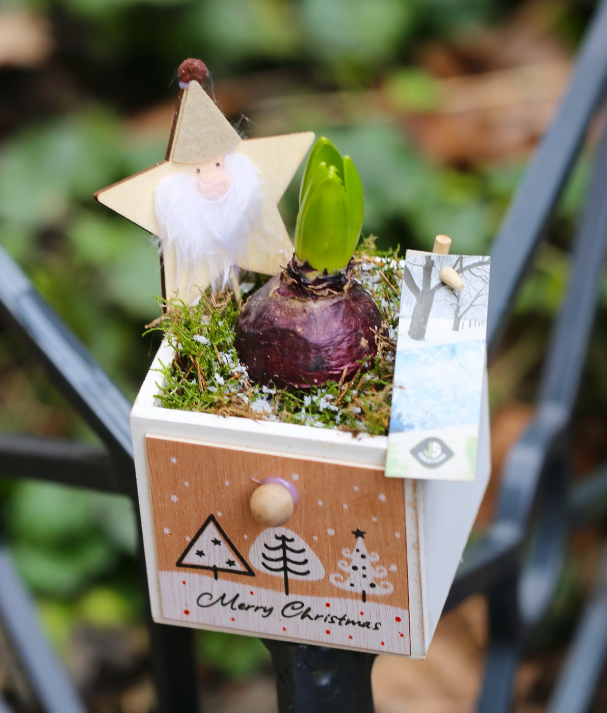 flower delivery Budapest - Christmas Hyacinth cube
