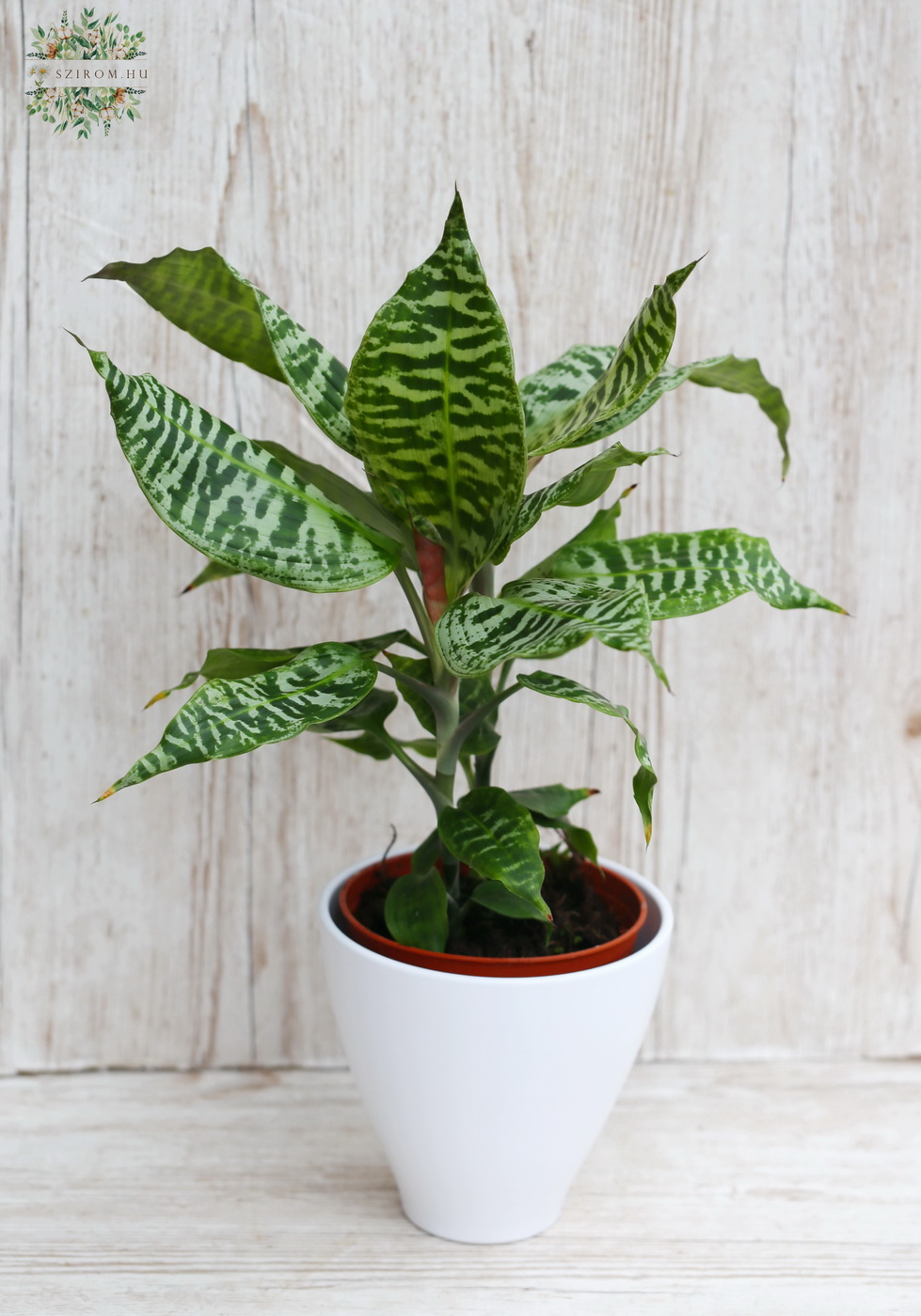 Virágküldés Budapest - Dracaena Goldieana kaspóval