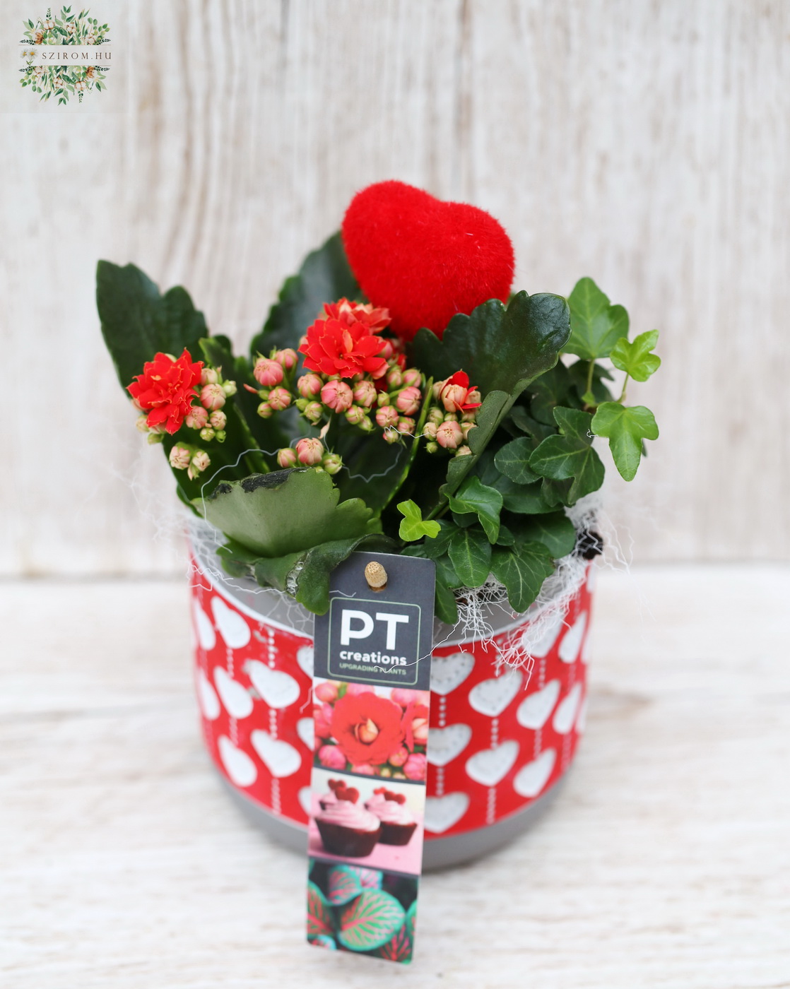 Blumenlieferung nach Budapest - Kalanchoe, Efeu und Herz auf einem Stiel in einem Topf mit Herzmuster