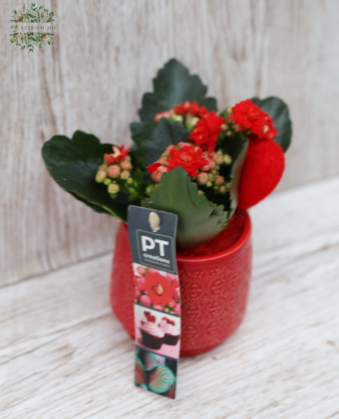 Blumenlieferung nach Budapest - Mini kalanchoe und Herz mit Topf