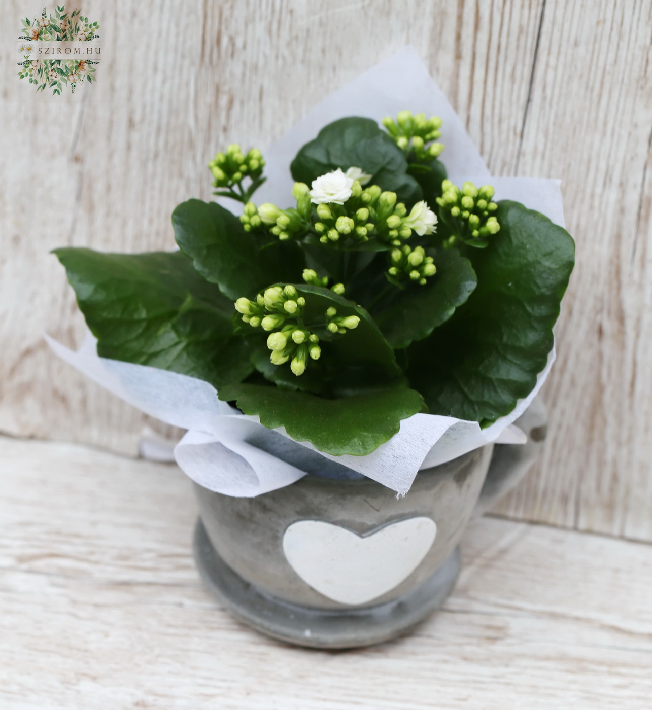 Blumenlieferung nach Budapest - Kalanchoe im Hert Tasse