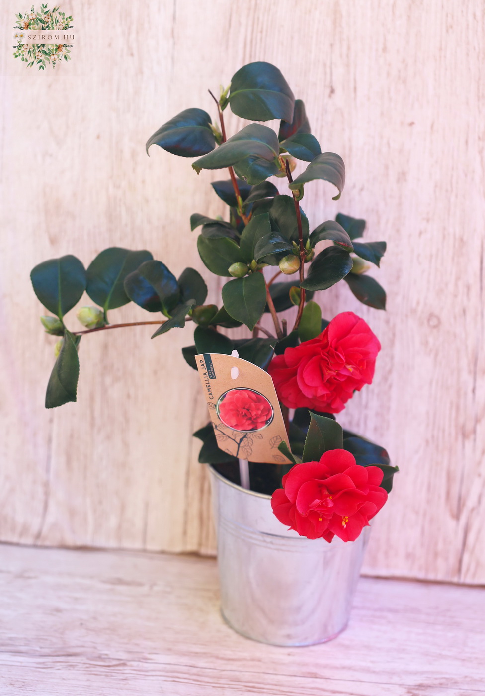 Blumenlieferung nach Budapest - Camelia im Topf