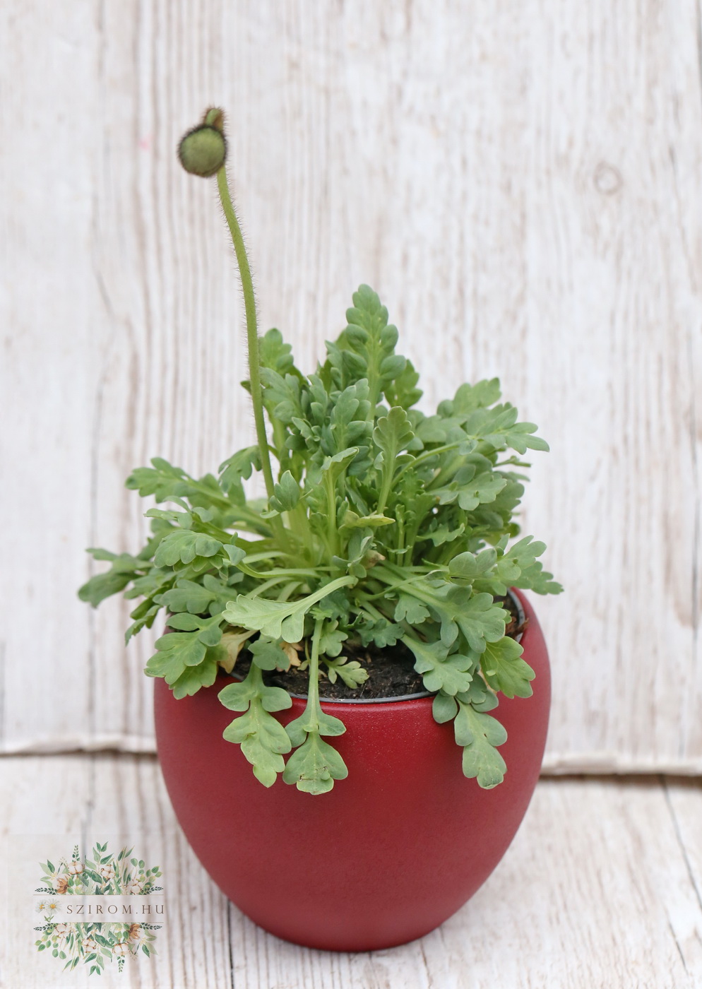 Virágküldés Budapest - 