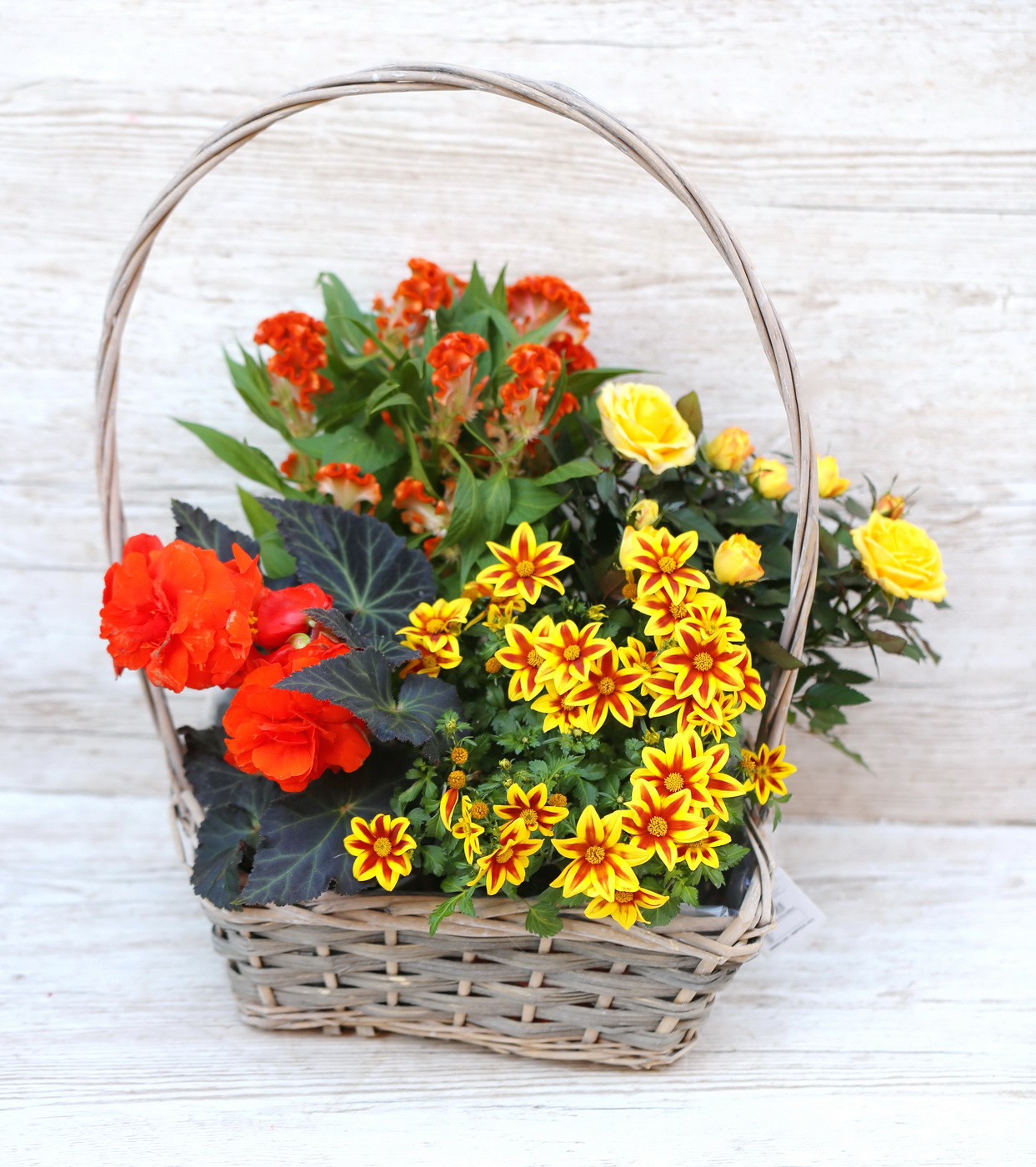 flower delivery Budapest - Orange - yellow may basket with potted balcony plants