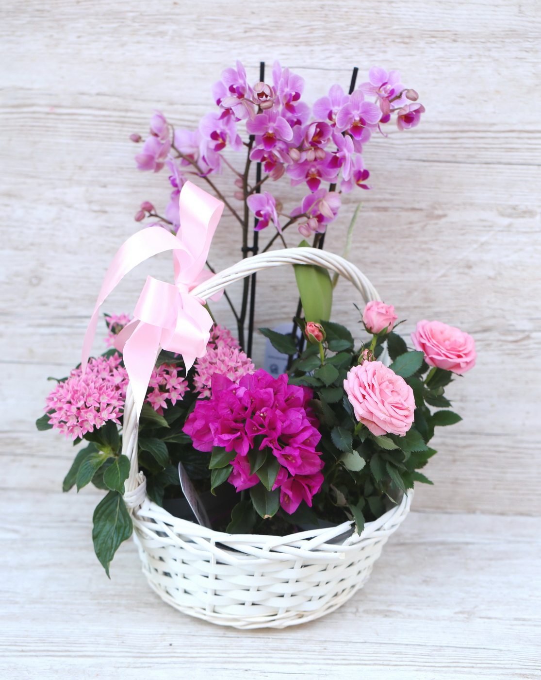flower delivery Budapest - Big pink may basket with pink potted plants, rose, orchid
