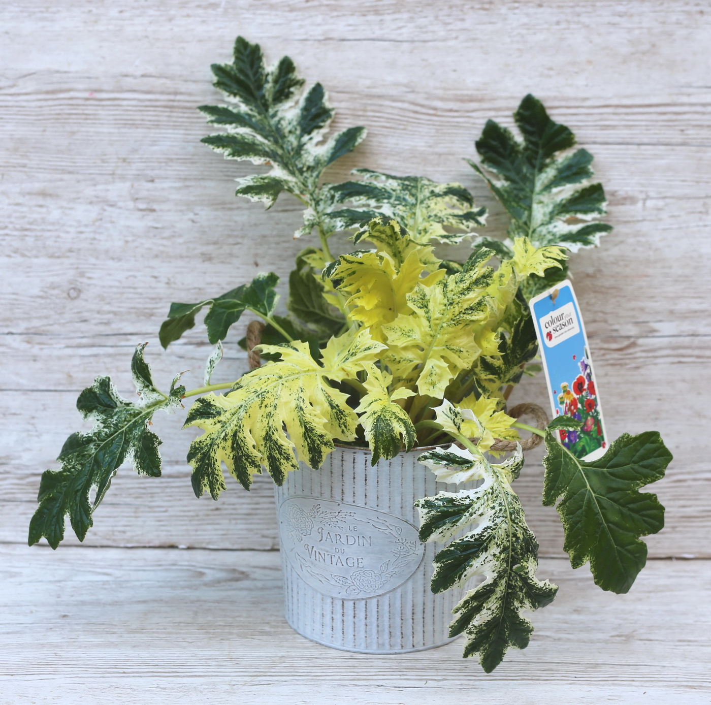 Virágküldés Budapest - Acanthus Mollis medveköröm kaspóval (kültéri)