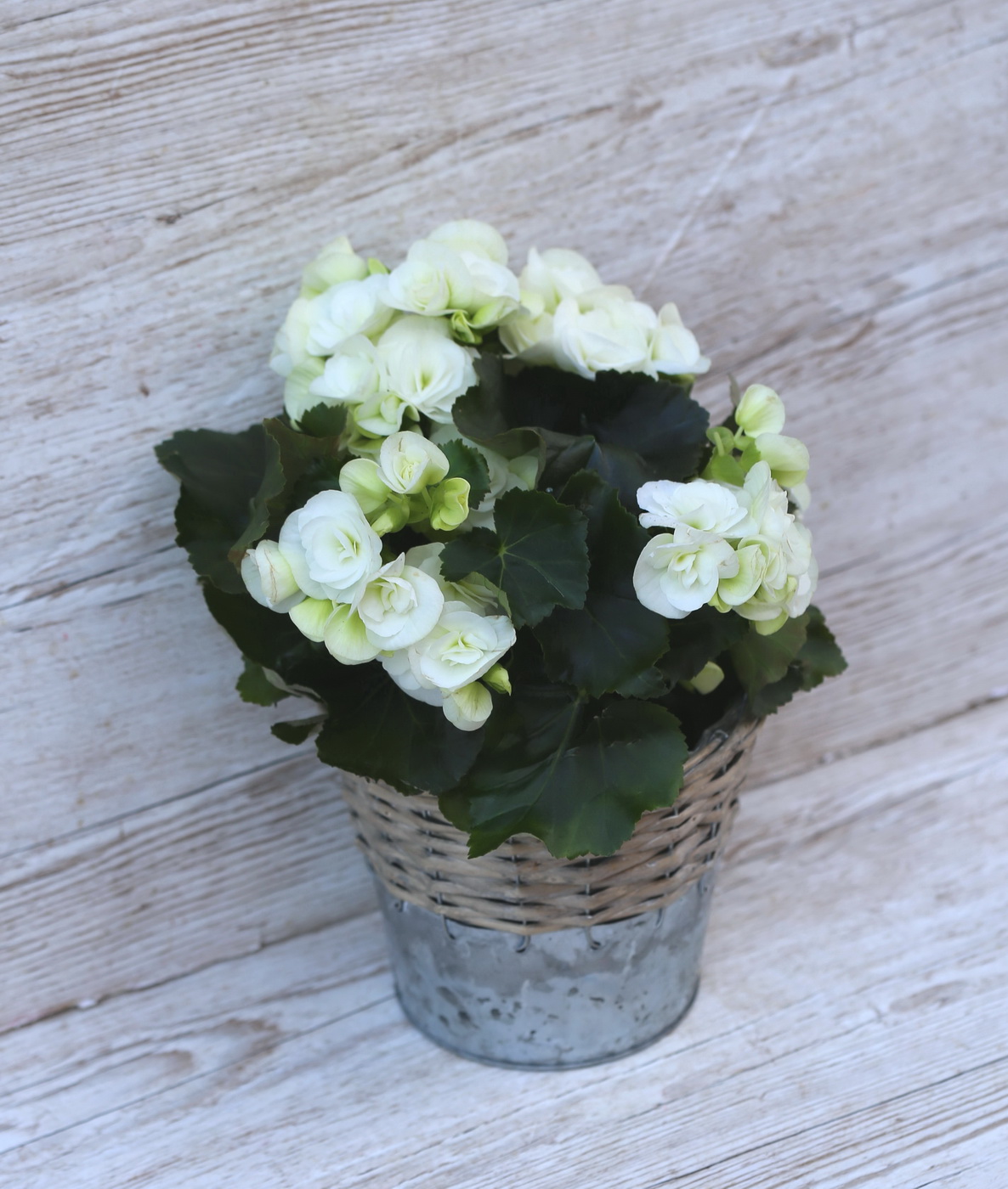 Blumenlieferung nach Budapest - Begonia im Topf (Weiss)