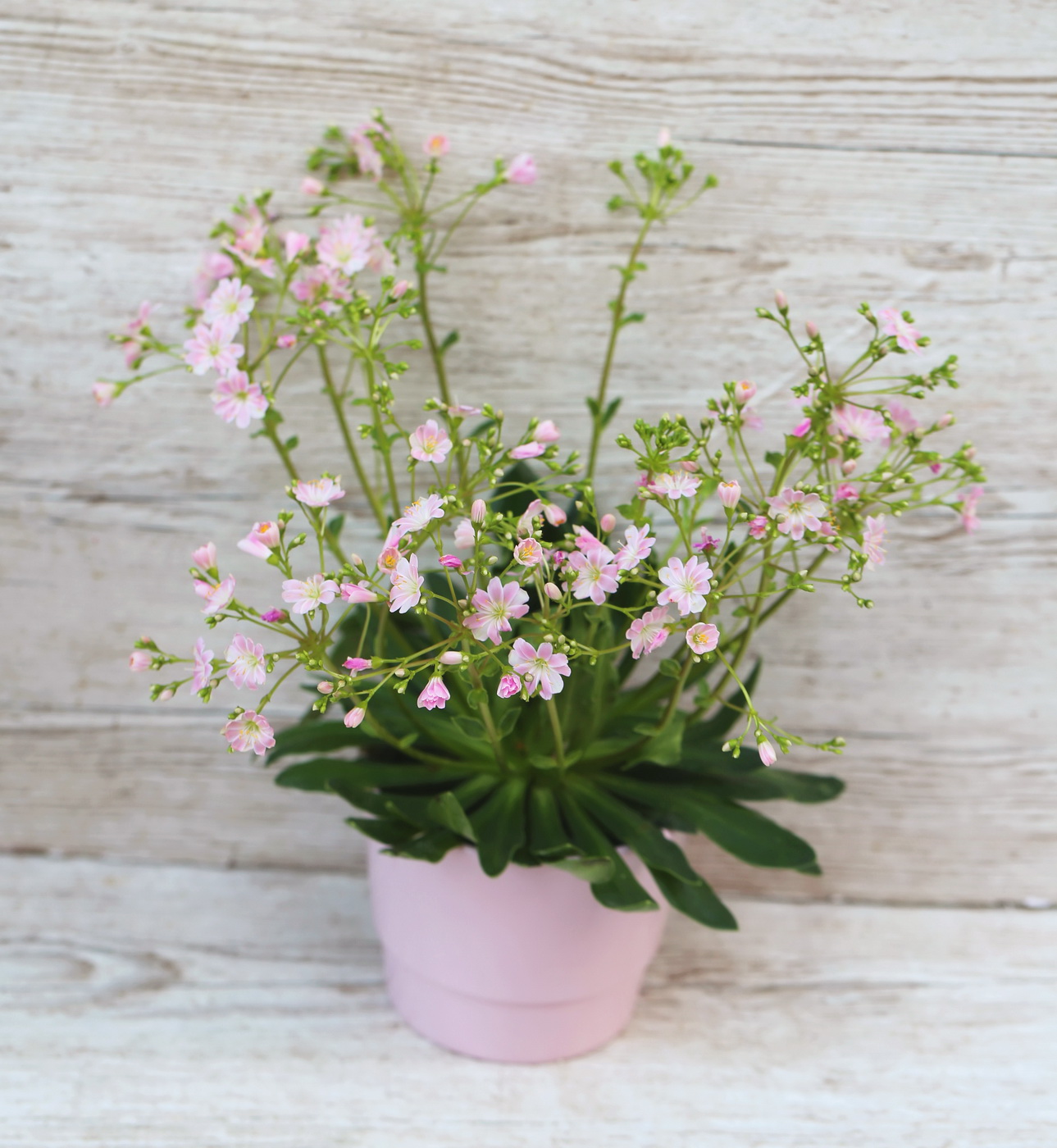 Blumenlieferung nach Budapest - Lewisia Rocky  im Topf (mix farbe)