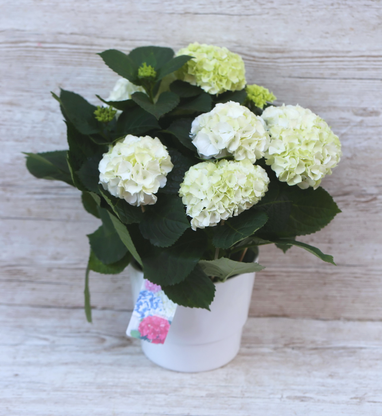 Blumenlieferung nach Budapest - Große weiße Hortensie im Topf (im Freien)