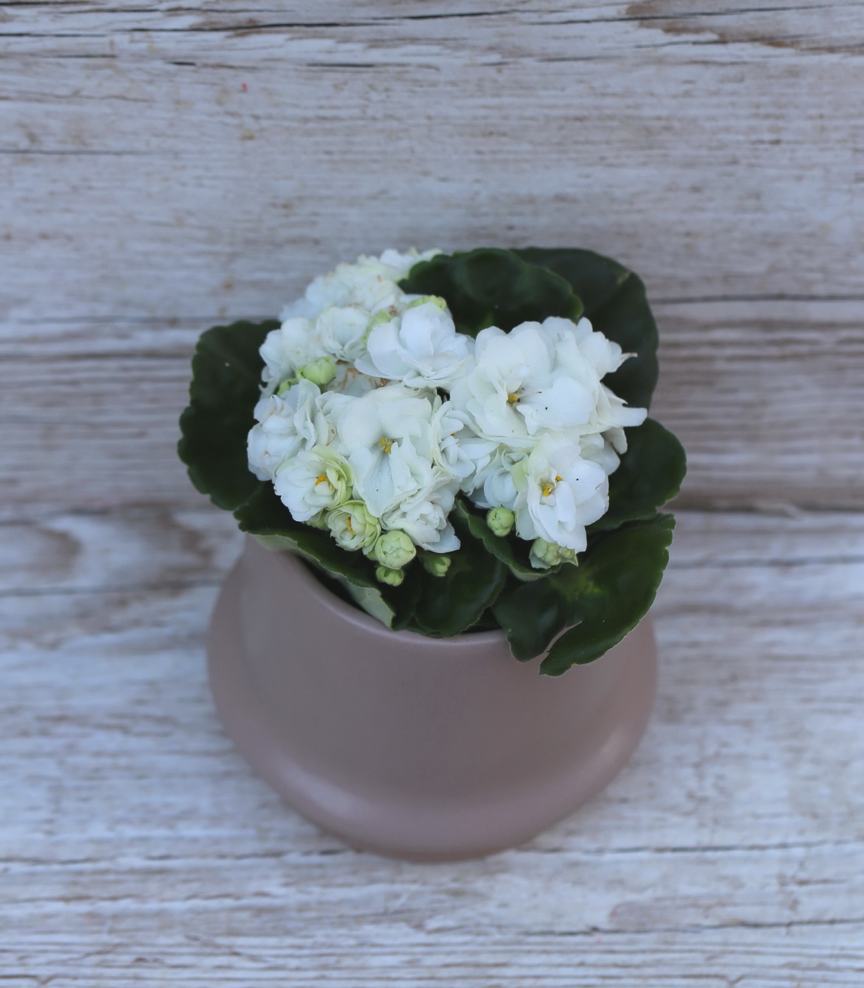 Blumenlieferung nach Budapest - Saintpaulia Rococo im Topf