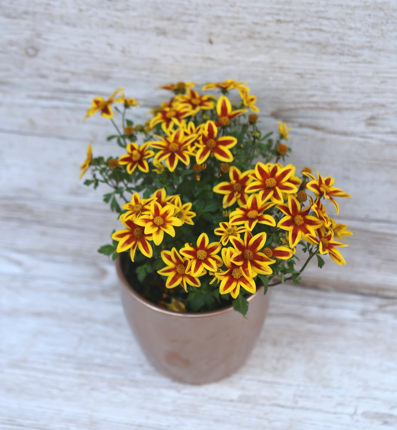 flower delivery Budapest - Bidens Blazing Star in pot (balcony)
