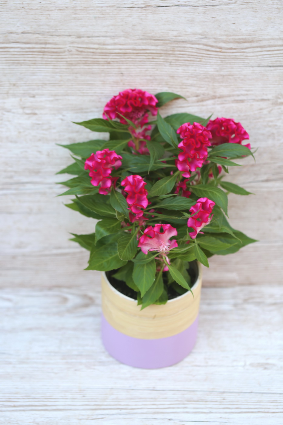 Blumenlieferung nach Budapest - Celosia Argenta Cristata Twisted Mix im Topf (garten)