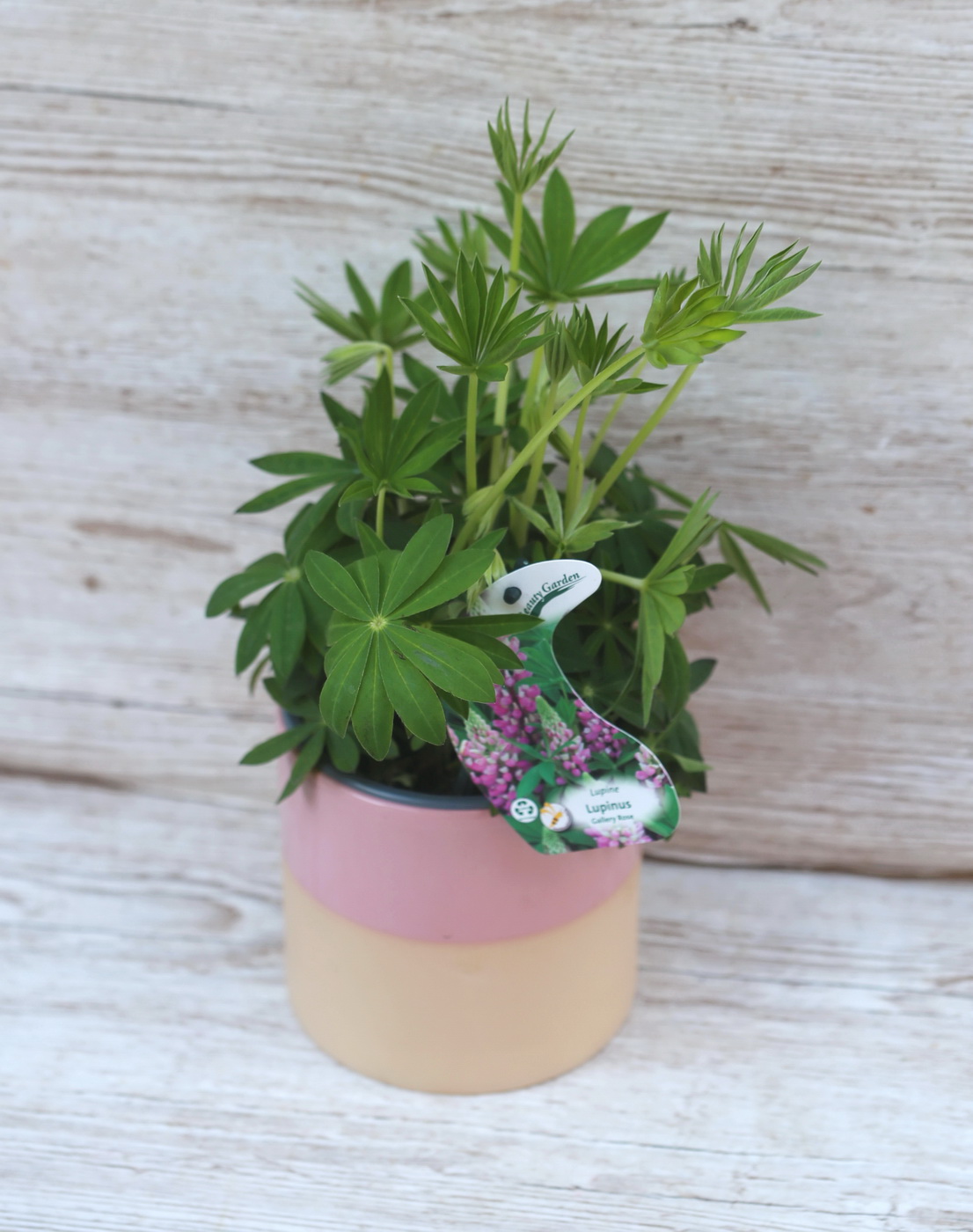 Blumenlieferung nach Budapest - Lupinus Gallery Pink im Topf (garten)