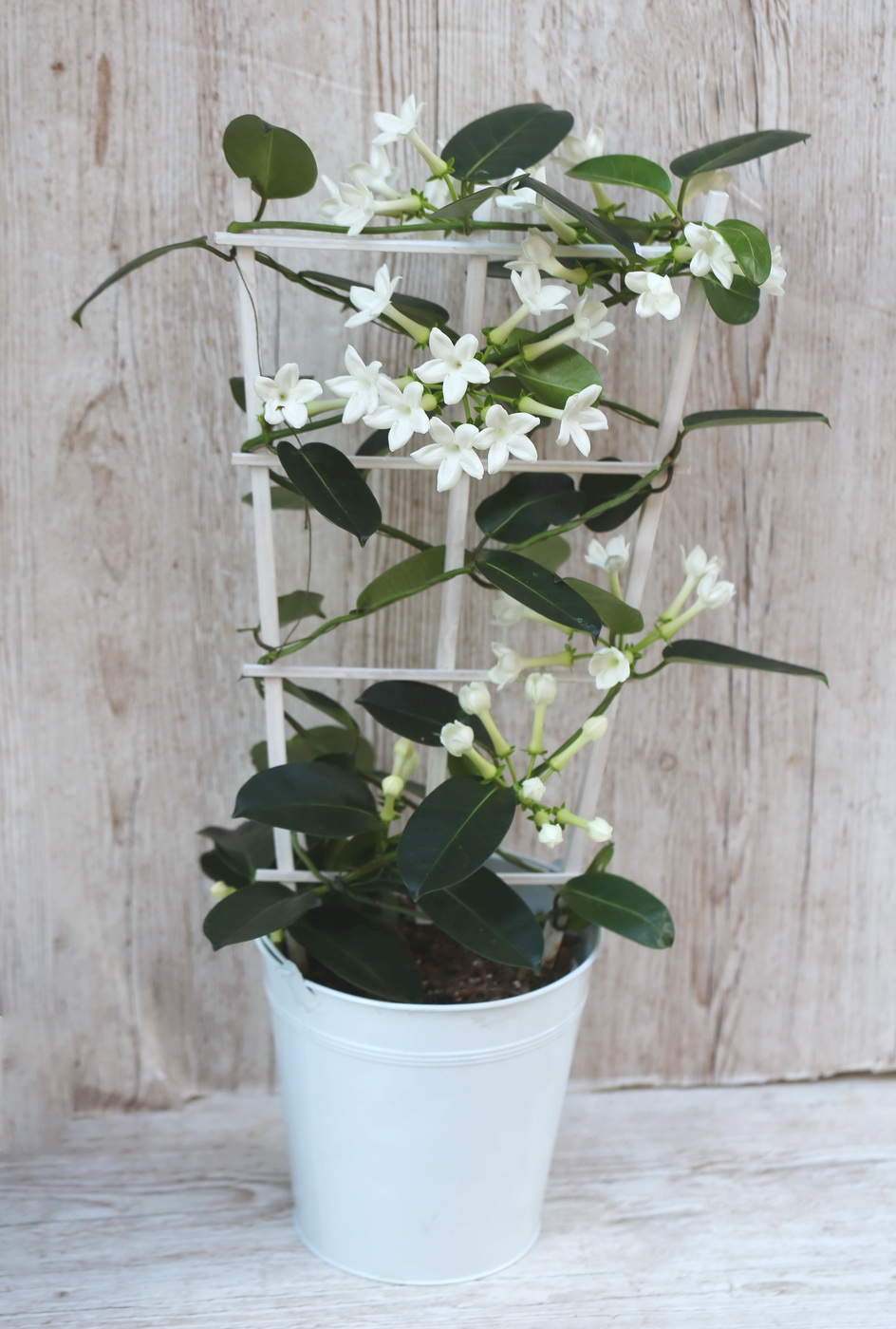 Virágküldés Budapest - Stephanotis Floribunda koszorúfutóka kaspóval