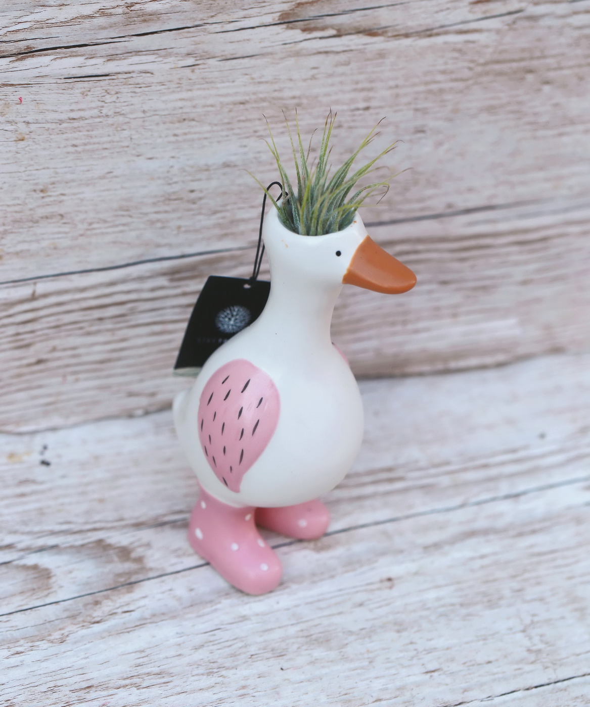 Blumenlieferung nach Budapest - Tillandsia Goose Topf