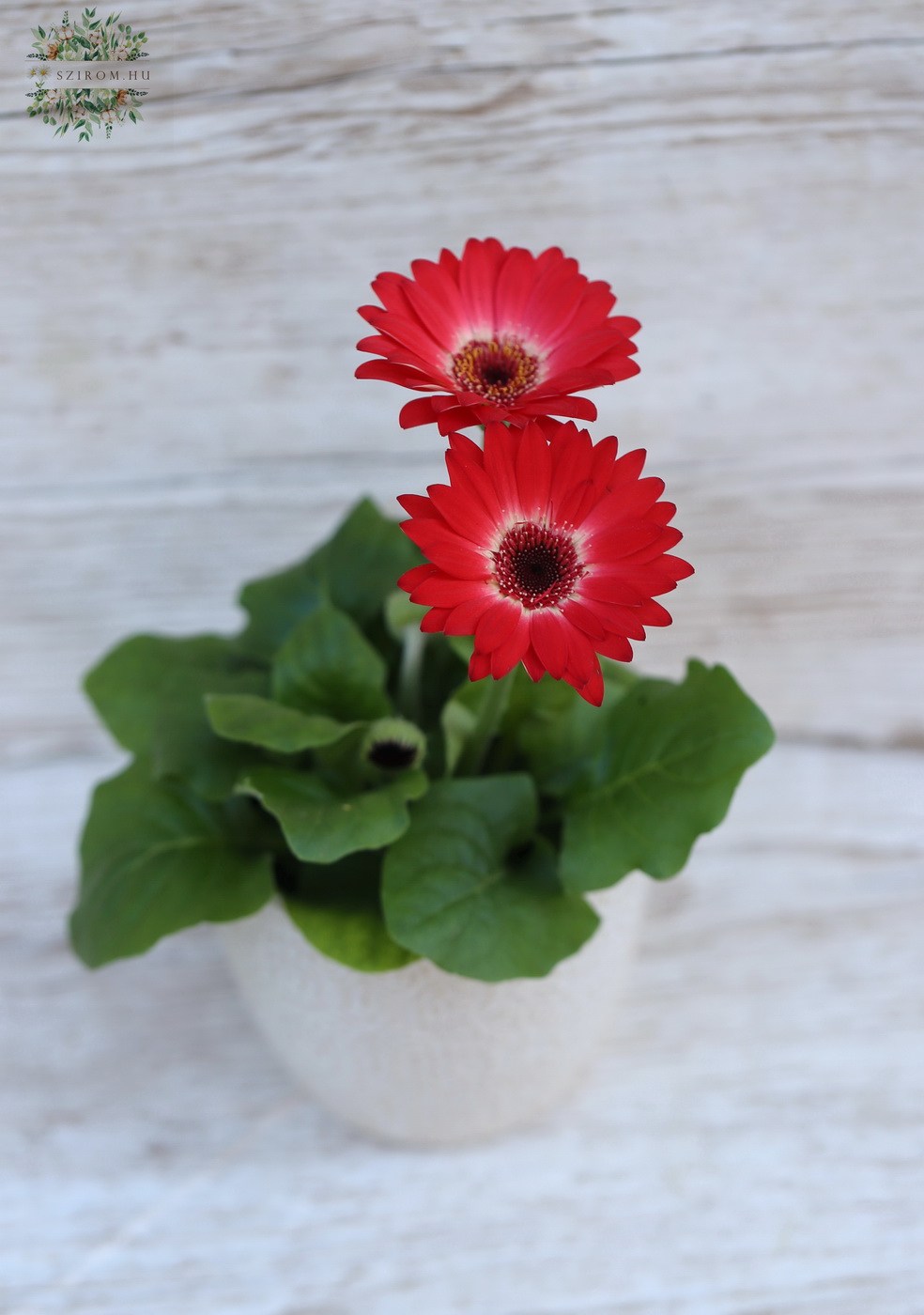 Virágküldés Budapest - Gerbera mini kaspóval