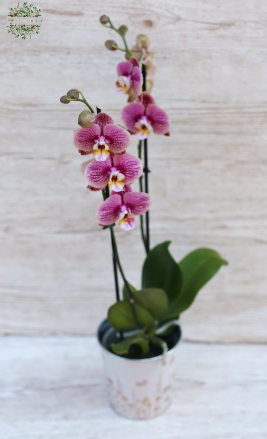 Virágküldés Budapest - Phalaenopsis orchidea kaspóval