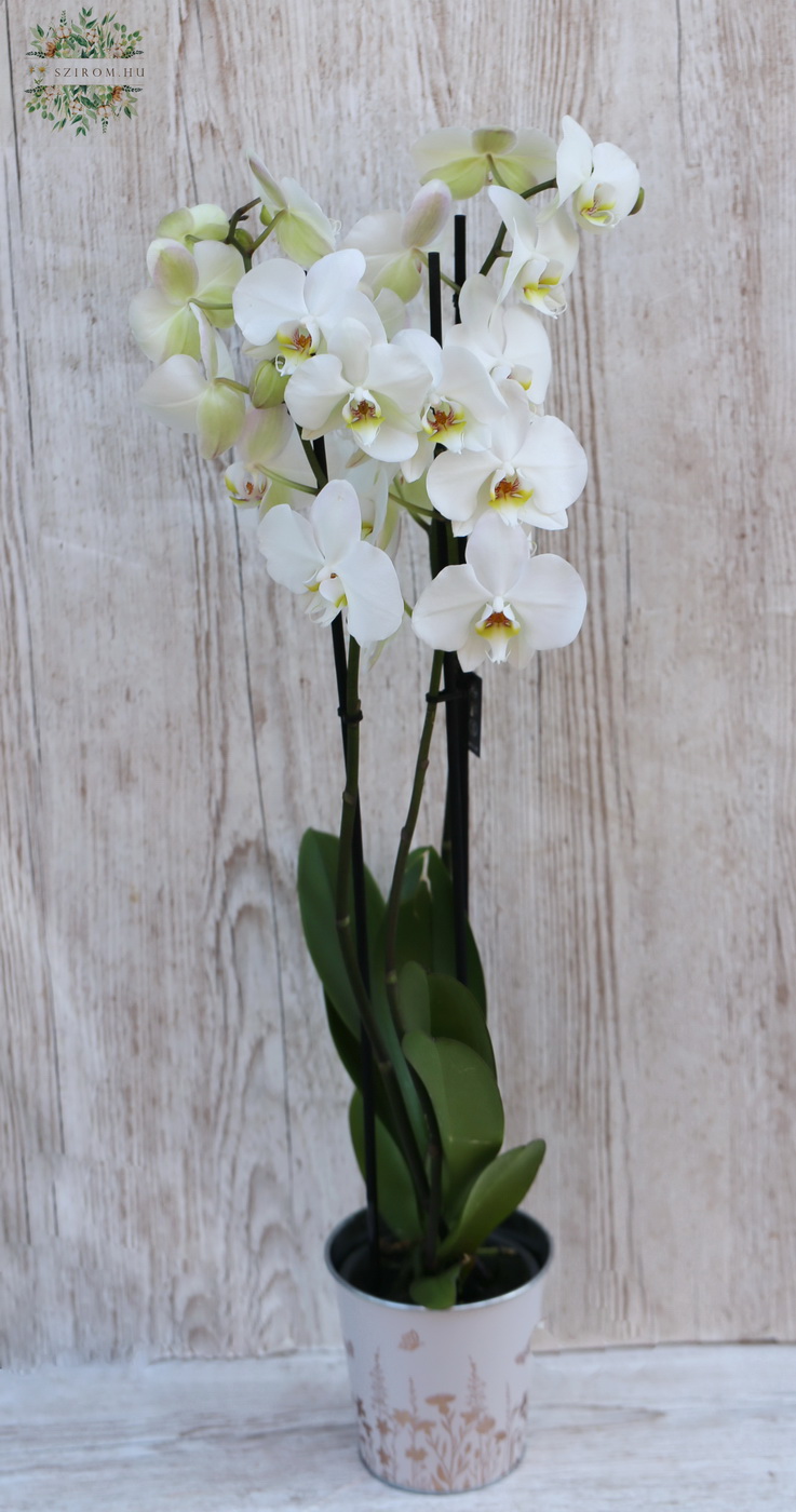 Virágküldés Budapest - Fehér phalaenopsis orchidea kaspóval