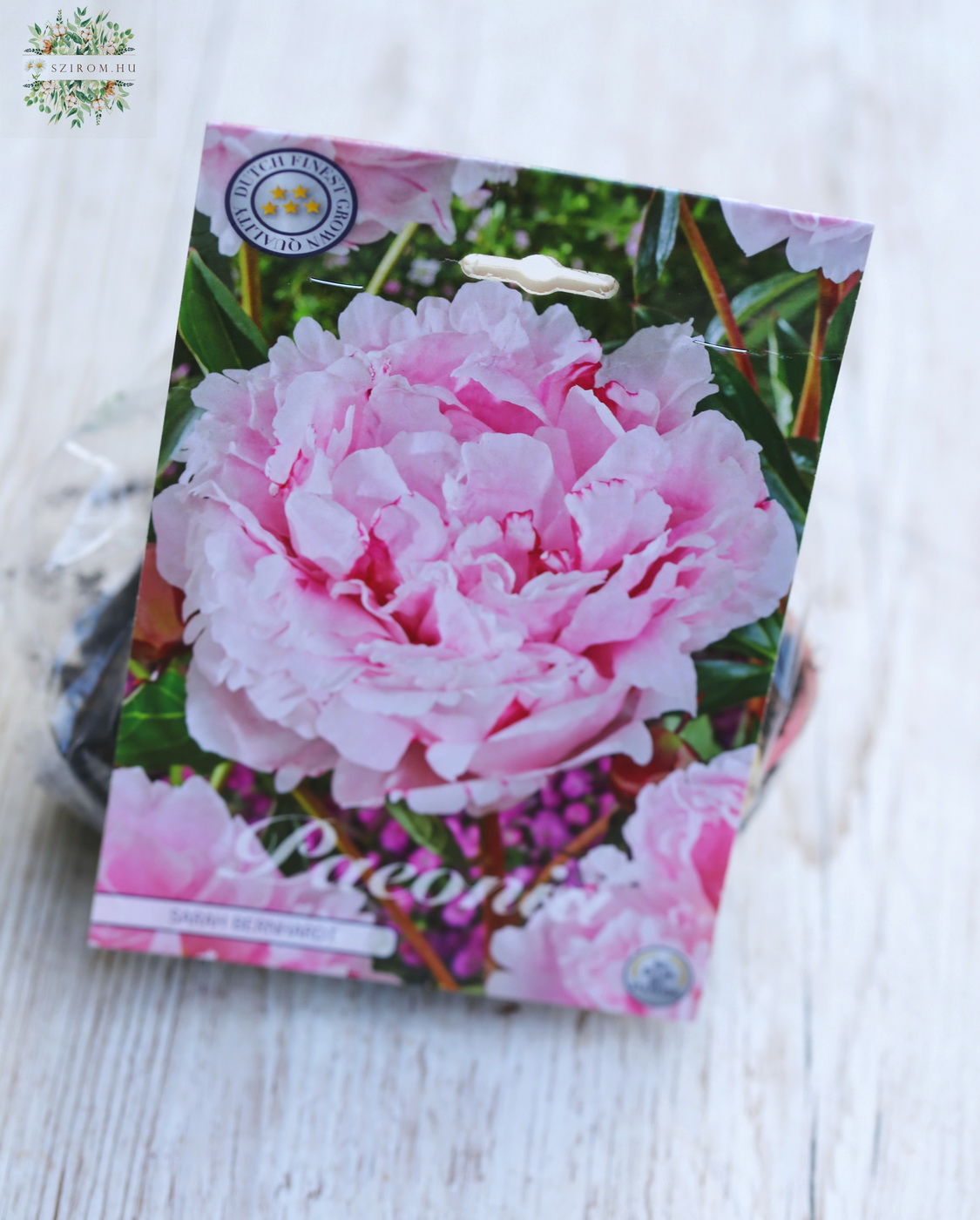 Virágküldés Budapest - Peónia gumó