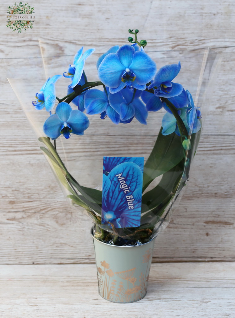 Blumenlieferung nach Budapest - Blaue Phalaenopsis-Orchidee in Ringform im Topf