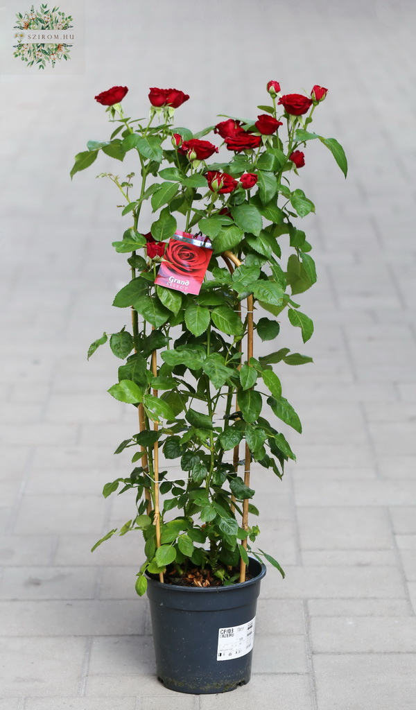 Blumenlieferung nach Budapest - Große englische Rose in Rot, für Garten oder Balkon, im Plastiktopf