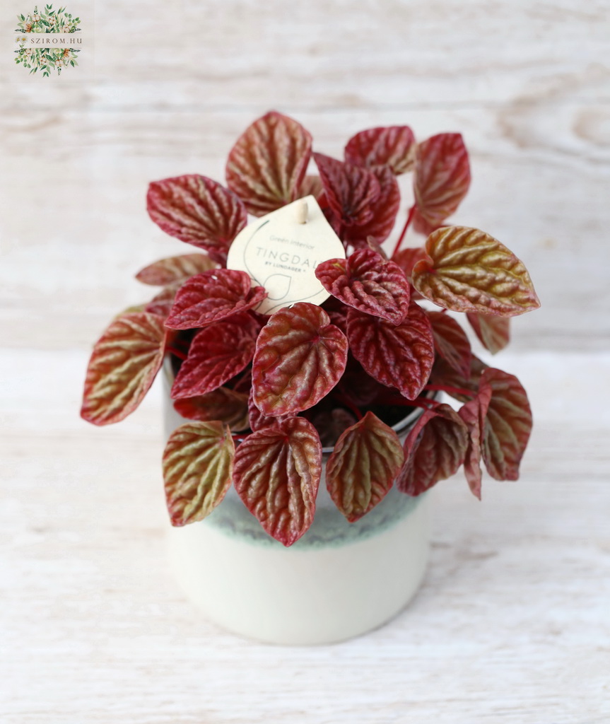 Blumenlieferung nach Budapest - Peperomia Quito im Topf