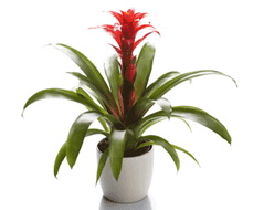 flower delivery Budapest - Guzmania in ceramic pot - indoor plant<break>in various color