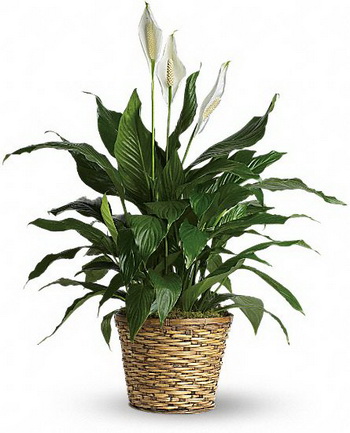 flower delivery Budapest - Spathiphyllum in pot (Peace lily)<br>(40cm) - indoor plant