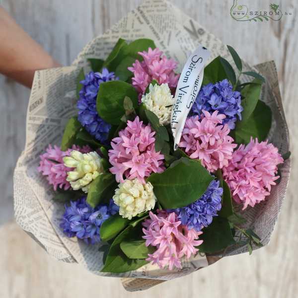 flower delivery Budapest - 13 stems of hyacinths in a bouquet