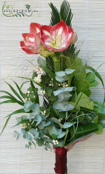 flower delivery Budapest - amaryllis with greenery (the color is changing)