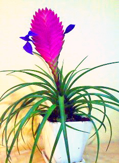 flower delivery Budapest - Tillandsia cyanea in ceramic pot (Pink Quill) (25cm) - indoor plant