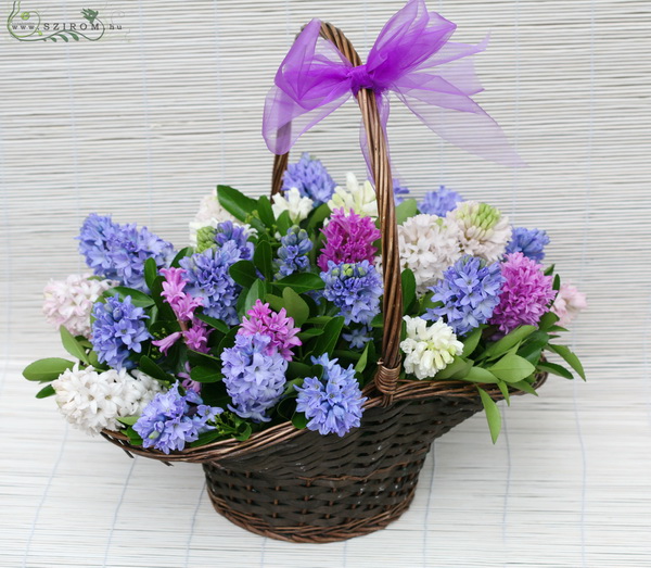 flower delivery Budapest - flower basket with 30 hyacinthus (60cm)