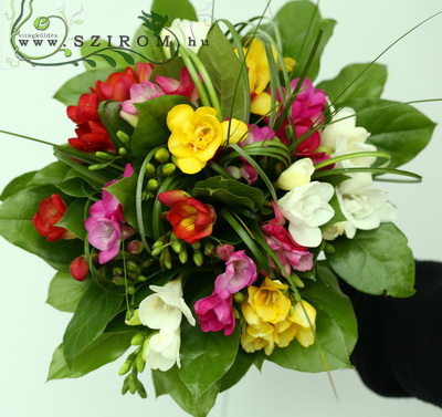 flower delivery Budapest - freesia bouquet (20 stems)