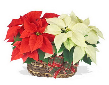 flower delivery Budapest - two euphorbias in a basket (40cm) - indoor plants