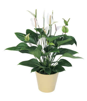 flower delivery Budapest - white anthurium with a pot - indoor plant