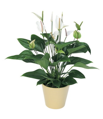 Blumenlieferung nach Budapest - Anthurium im Topf - Zimmerpflanze