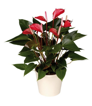 flower delivery Budapest - red anthurium with a pot - indoor plant
