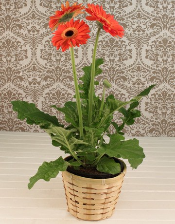 flower delivery Budapest - gerbera in a pot - indoor plant