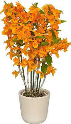 flower delivery Budapest - orange dendrobium with ceramic pot - indoor plant
